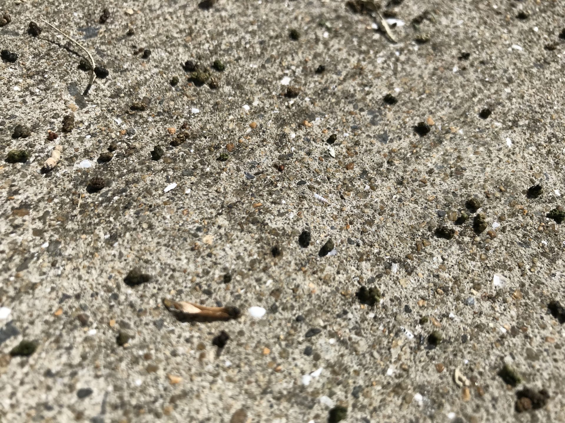庭の害虫を一掃 コガネムシ イラガ編 福岡北九州 遠賀郡の外構 造園 エクステリア工事のアウクバガーデン