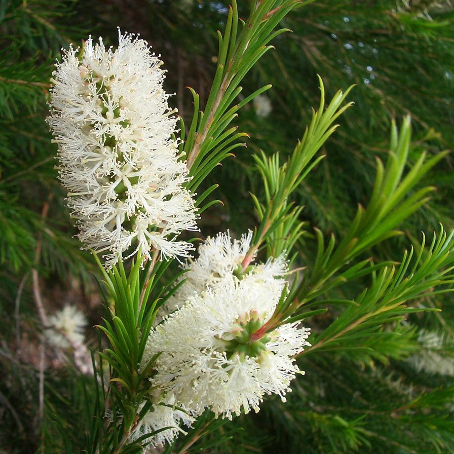 22セール オーストラリアの花木です 超特大 素敵なティーツリー いい香りがします メラレウカ スノーインサマー H3 0ｍ 4 植木 庭木 Hlt No